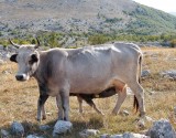 25. Beba siše